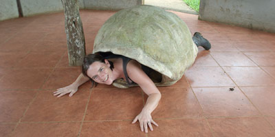 Giant Turtle Galapagos