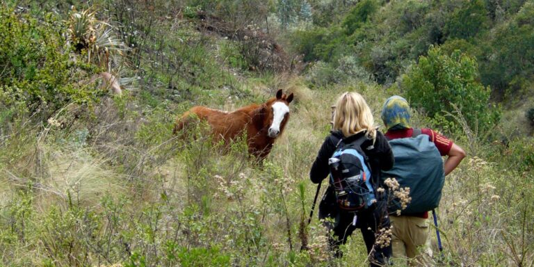 Moon Temple Trek Horse Peru