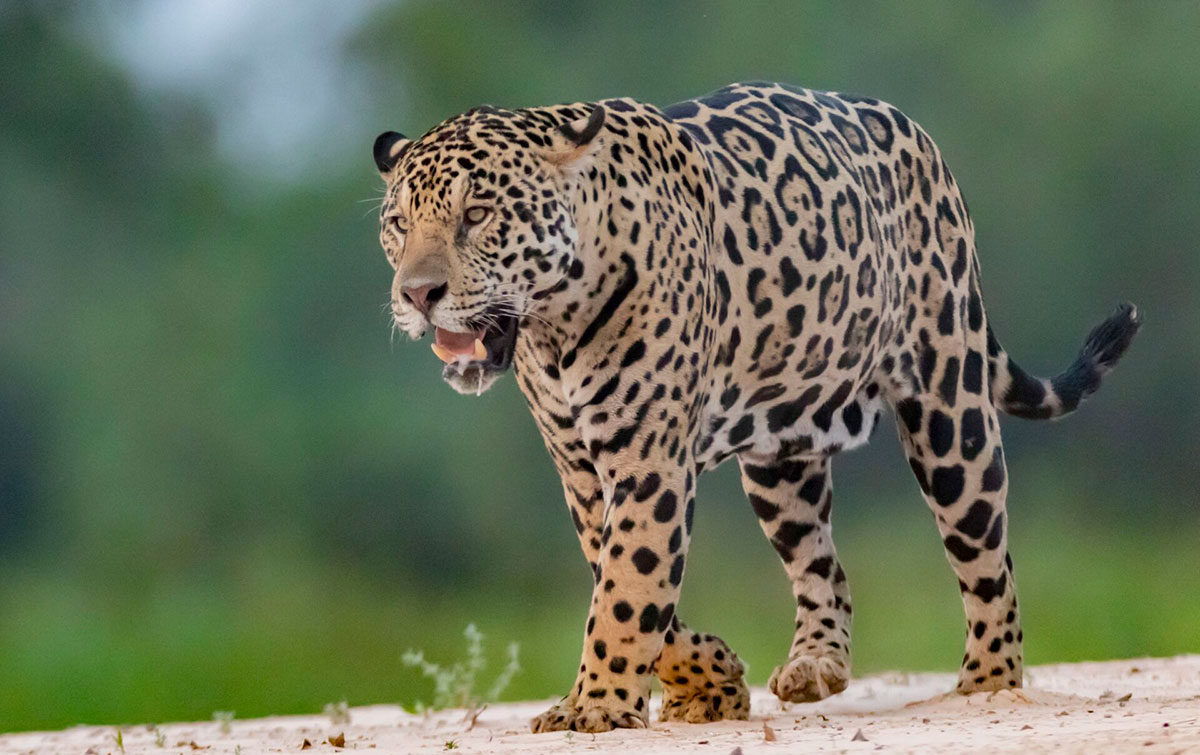 onca brasil pantanal neb