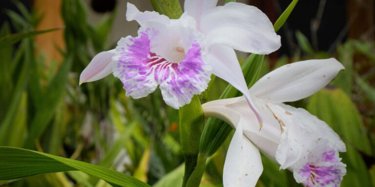 Orchids North Peru
