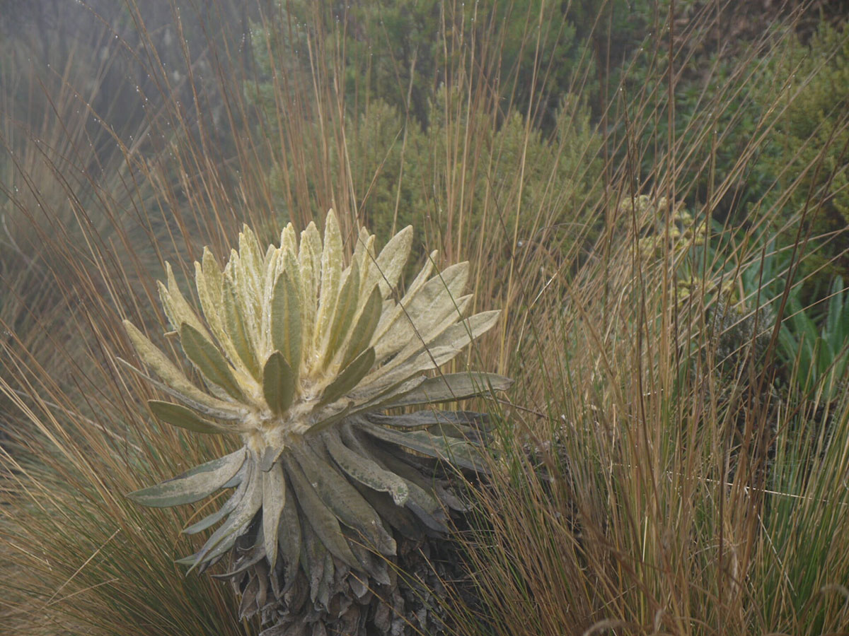 Paramos Vegetation Colombia