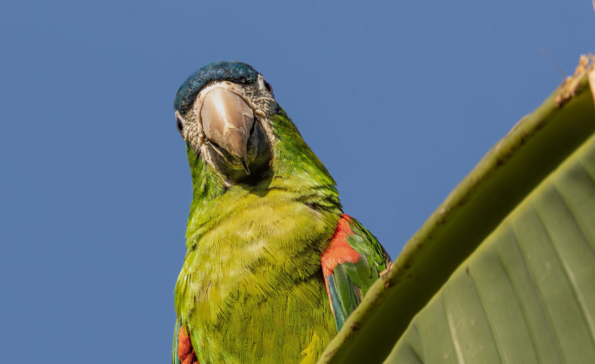 Parrot And Leaf Brazil Pantanal