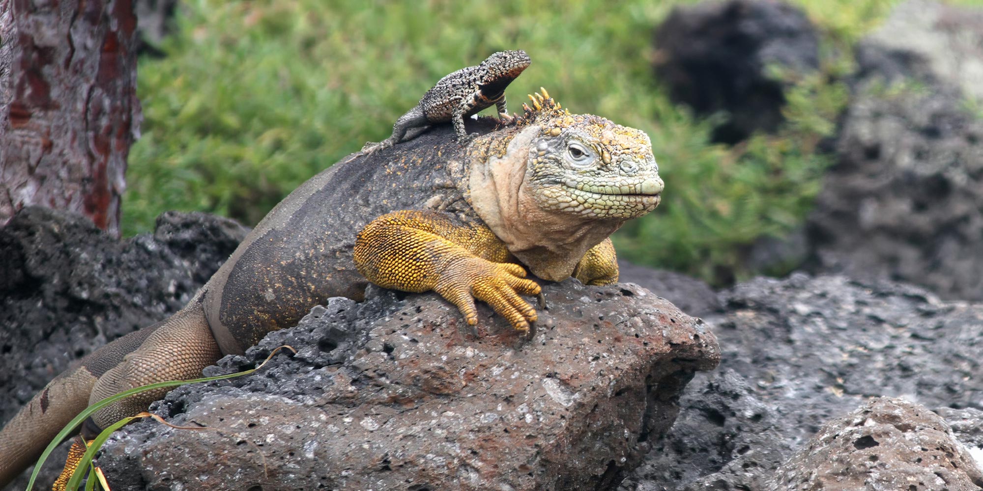 safari camp land iguana lava lizard galapagos