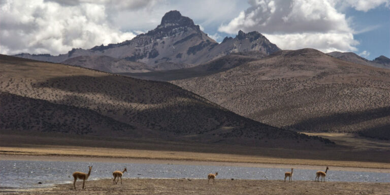 Sajama Vicunas Bolivia