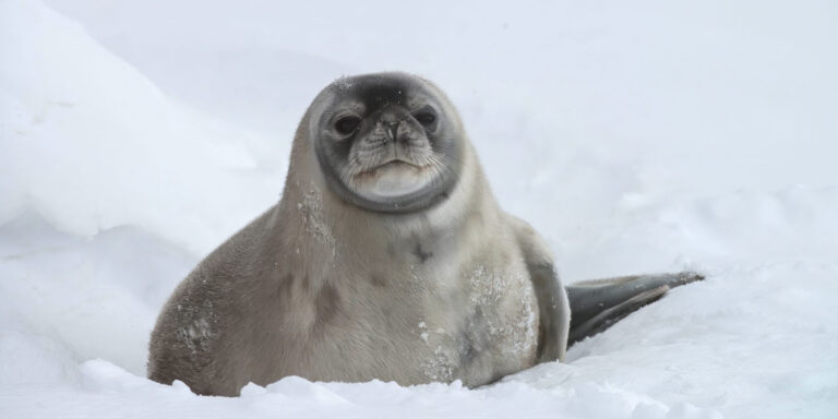 Seal Pup Polar Latitudes Antarctica