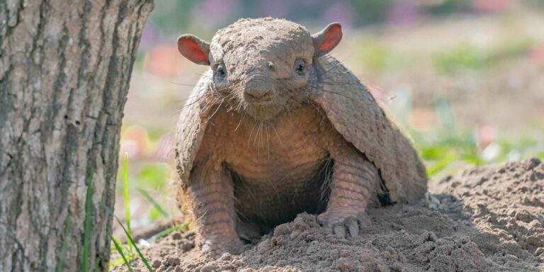 Six Banded Armadillo Brazil Pantanal