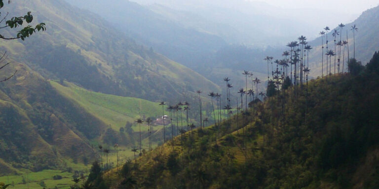 Wax Palms In Cocora Valley Colombia