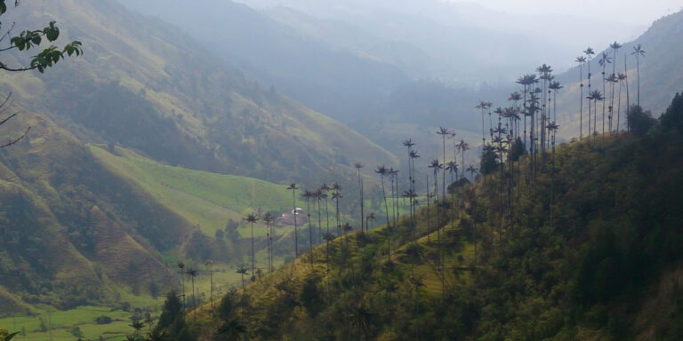 Wax Palms In Cocora Valley Colombia