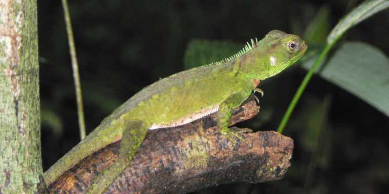 Lizard Sani Ecuador