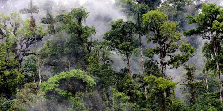 Rainforest And Trees Mashpi Lodge Ecuador
