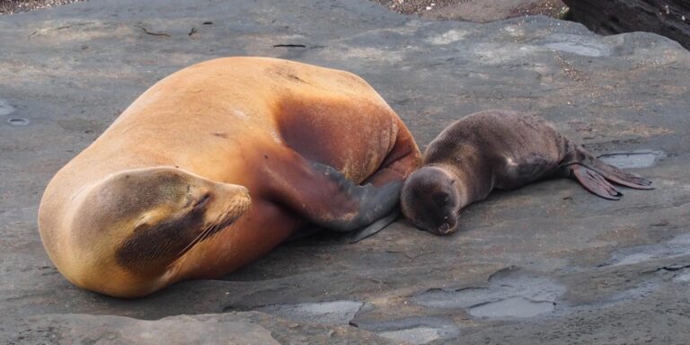 Sea Lion Mother And Pup On Lava Galapagos