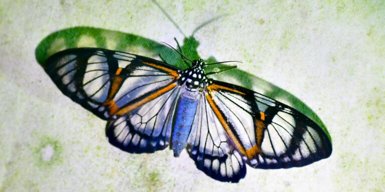 See Through Butterfly Maquipucuna Lodge Ecuador