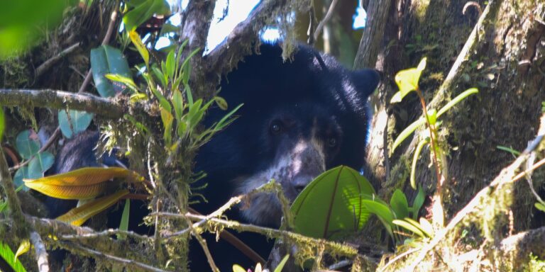 Spectacled Bear In Tree Santa Lucia Ecuador