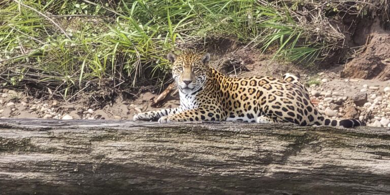Jaguar Peru