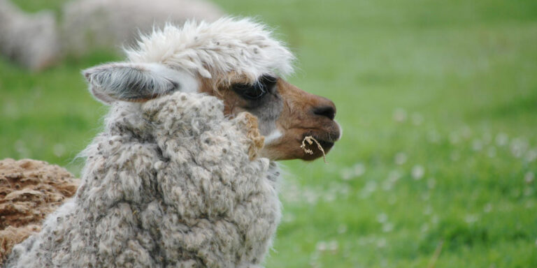 Alpaca At Sacsayhuaman Cusco Peru