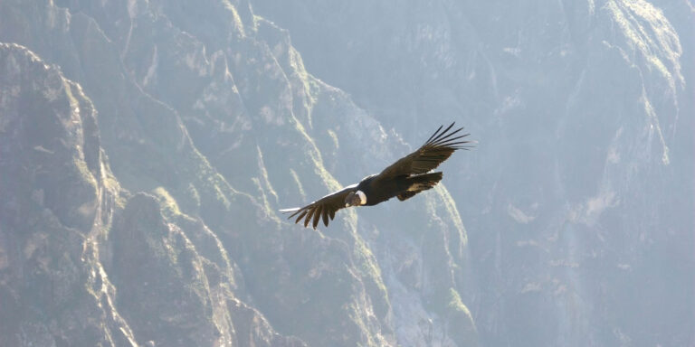 Andean Condor Colca Peru