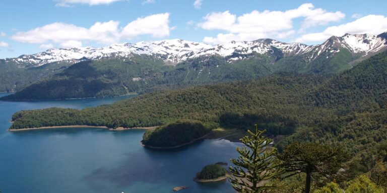 Araucaria Forest Lake Conguillio Chile