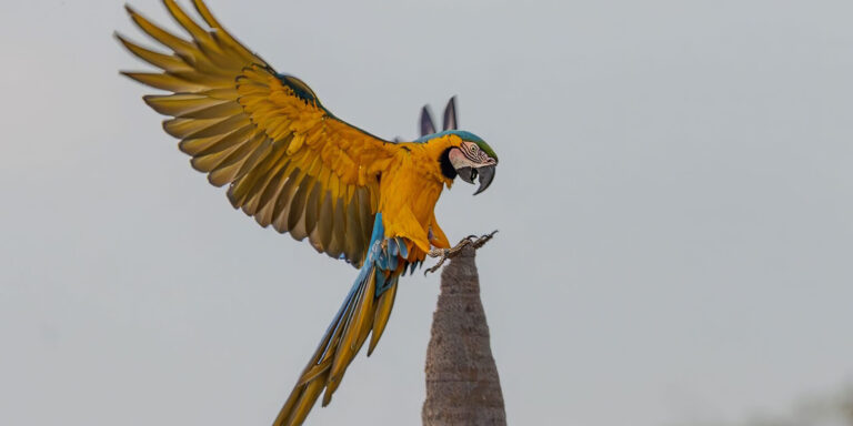 Blue And Yellow Macaw Brazil Pantanal