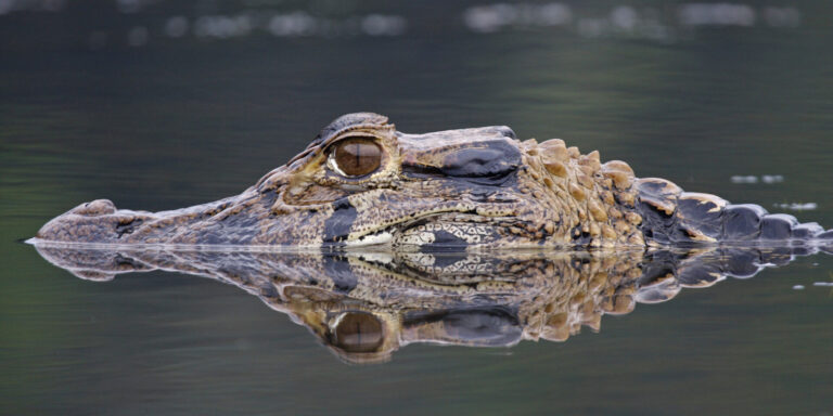 Caiman Amazon Rainforest Ecuador