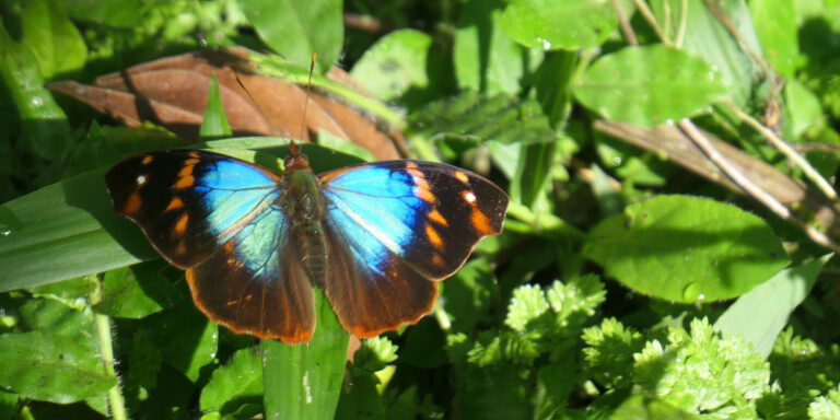ecuador butterfly