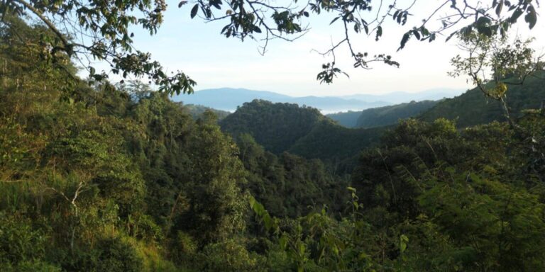 ecudaor forest