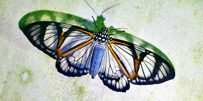 See Through Butterfly Maquipucuna Lodge Ecuador