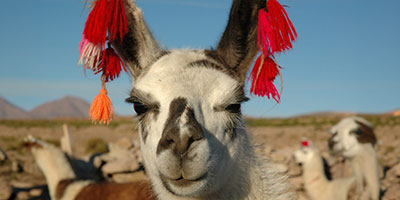 Llama bolivia