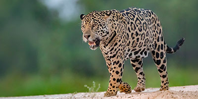 onca brasil pantanal neb