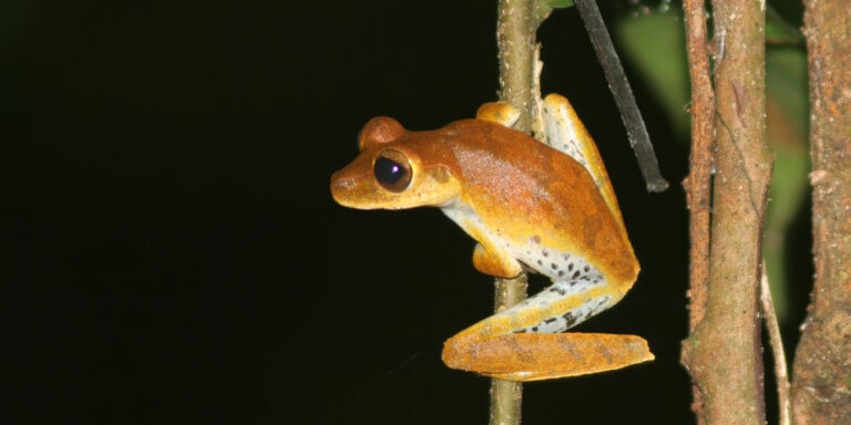 frog in amazon