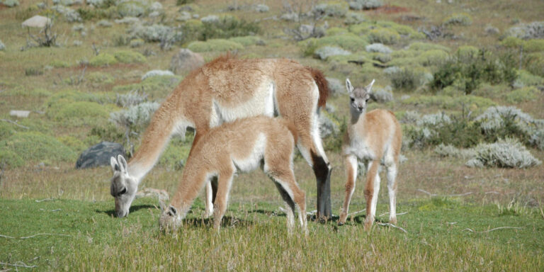 Grazing Guanacos Torres Del Paine Patagonia Chile