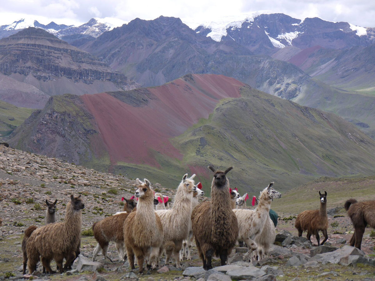Herd Of Llamas Ausangate Mountains Peru