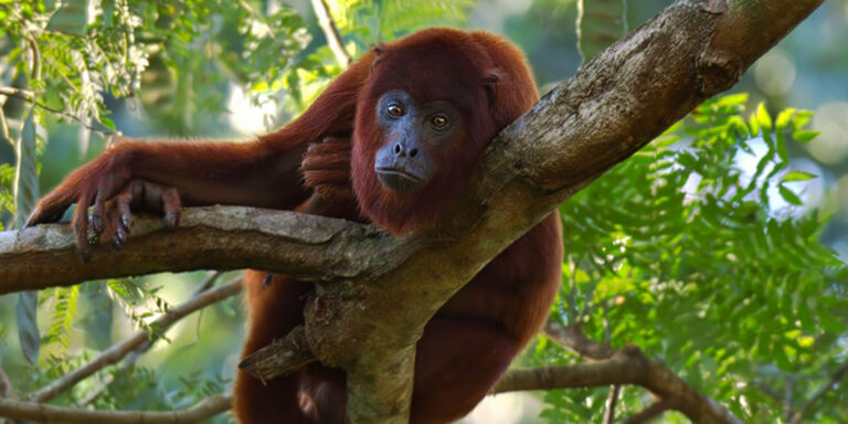 Howler Monkey Amazon Photo Workshop Peru