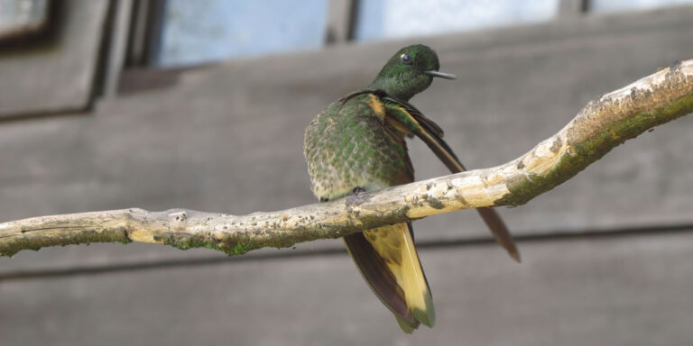 Humming Bird Salento Colombia