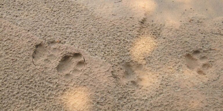 Jaguar Footprints Chalalan Bolivia