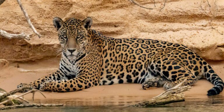 Jaguar On Beach Brazil Pantanal