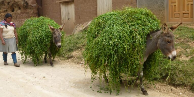 Laden Donkeys Moon Temple Trek Peru