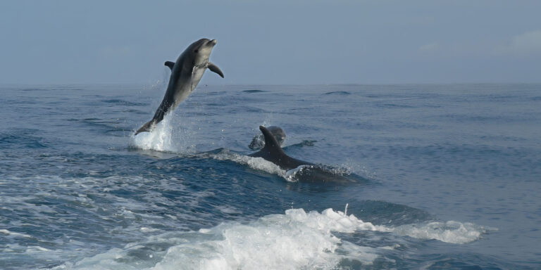 leaping dolphins in galapagos
