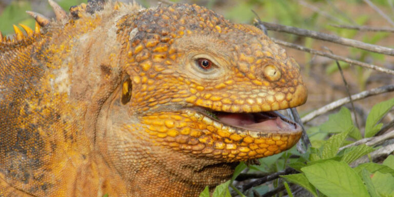 Male Land Iguana Galapagos