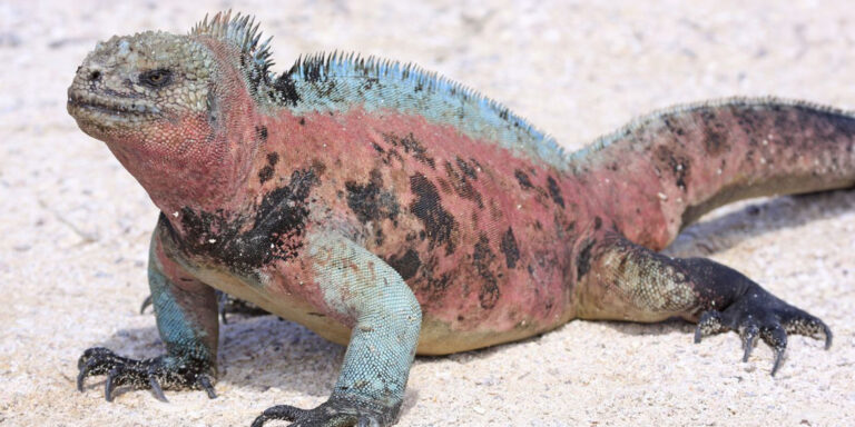 marine iguana galapagos islands