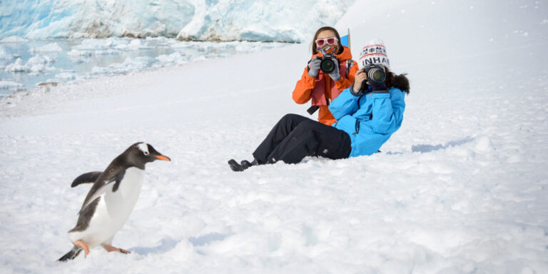Penguin Gentoo Polar Latitudes Antarctica