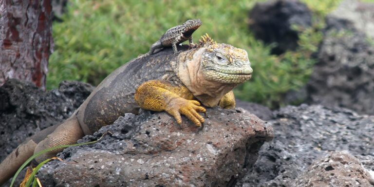 safari camp land iguana lava lizard galapagos