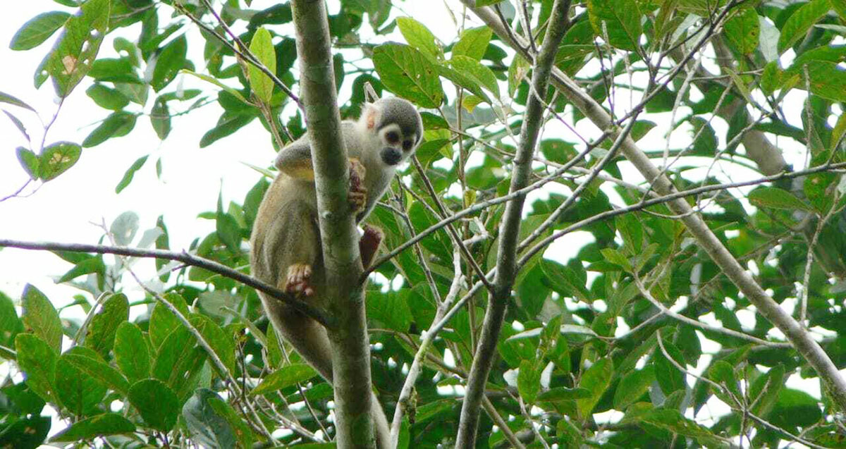 Sani Squirrel Monkey Ecuador