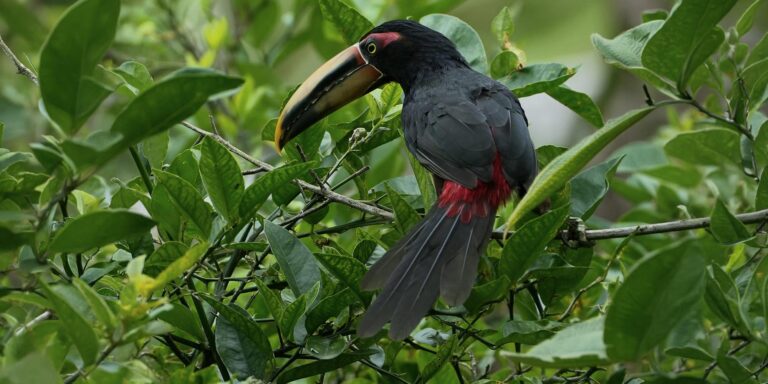 Ecuador Toucan