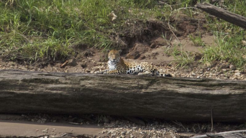 Jaguar Spotting In Amazon Rainforest Peru