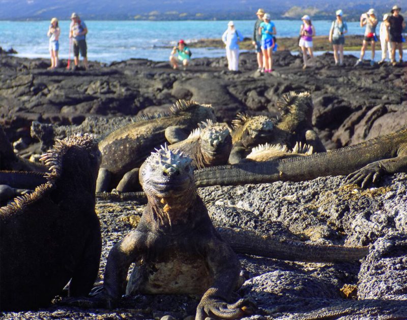 Marine Iguanas Galapagos