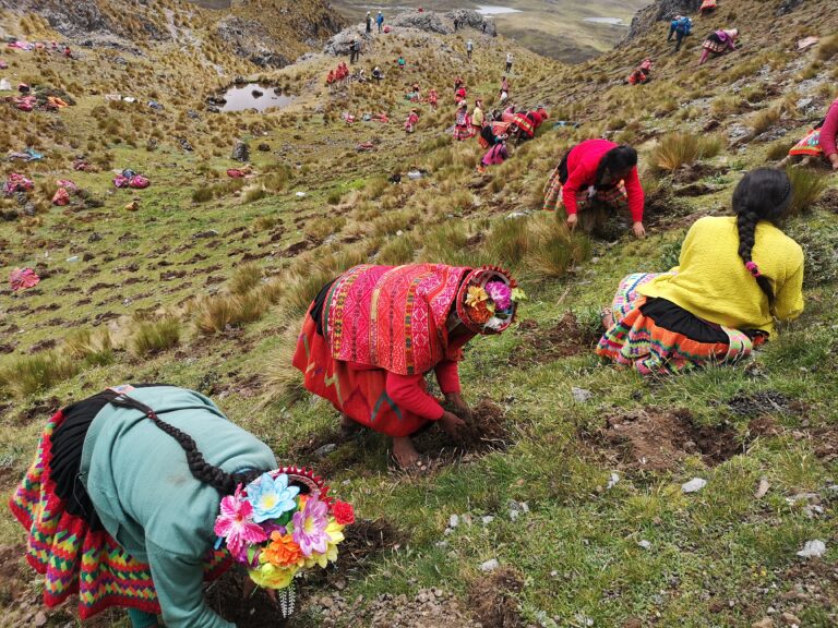 Chalhuacocha-Ollantaytambo Cusco ECOAN tree planting