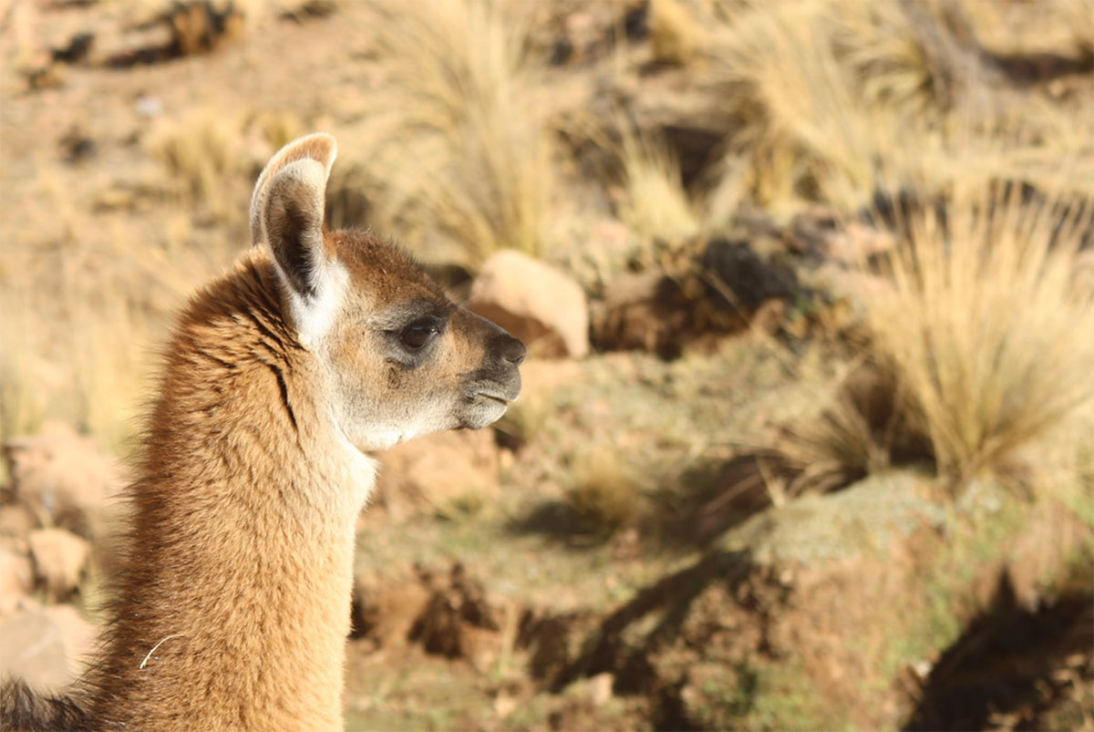 Lake Titicaca Peru Llama