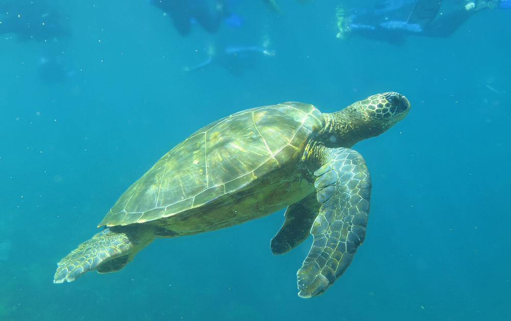 Snorkelling With A Turtle Samba Galapagos Islands