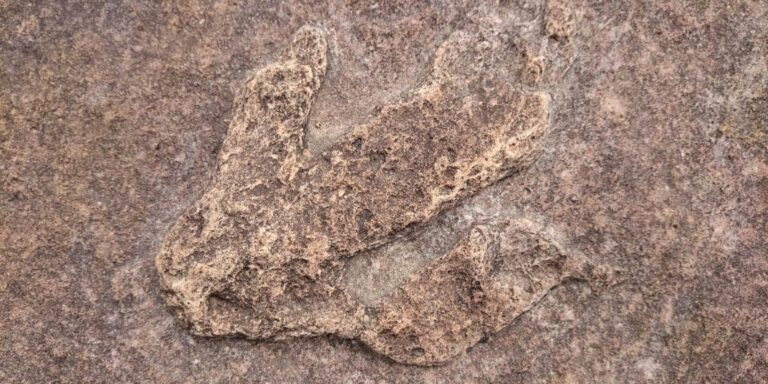 Toro Toro Dinosaur Footprints Bolivia