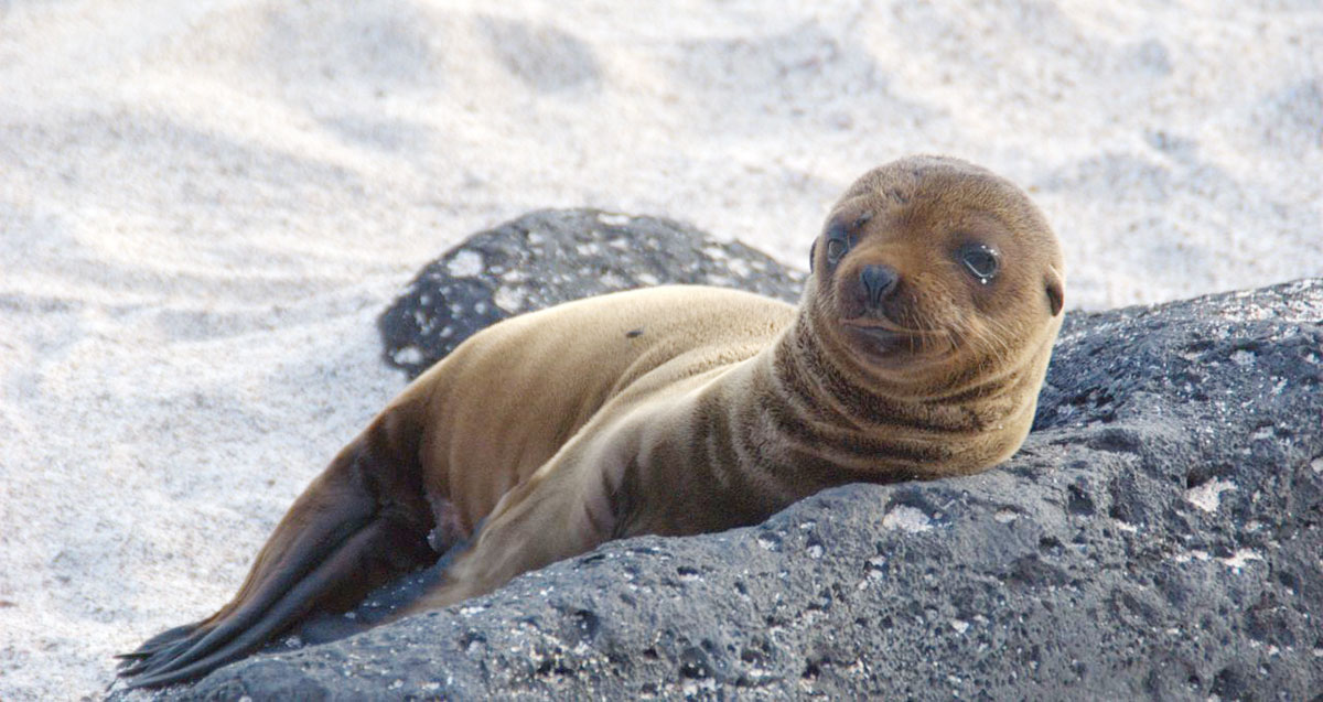 cute sea lion pup galapagos